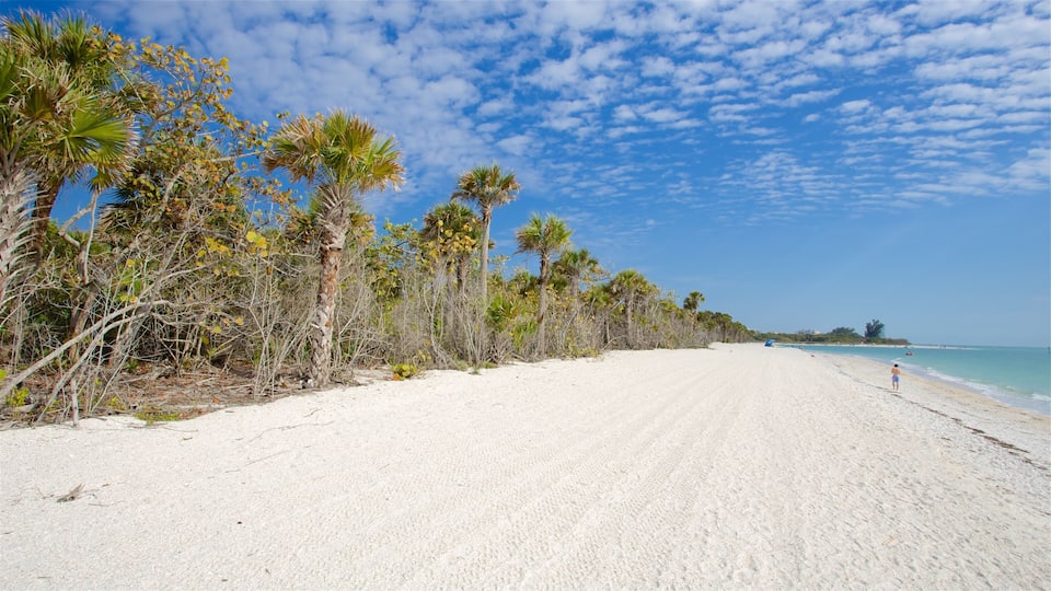 A sandy beach with palm trees and a clear blue sky.
