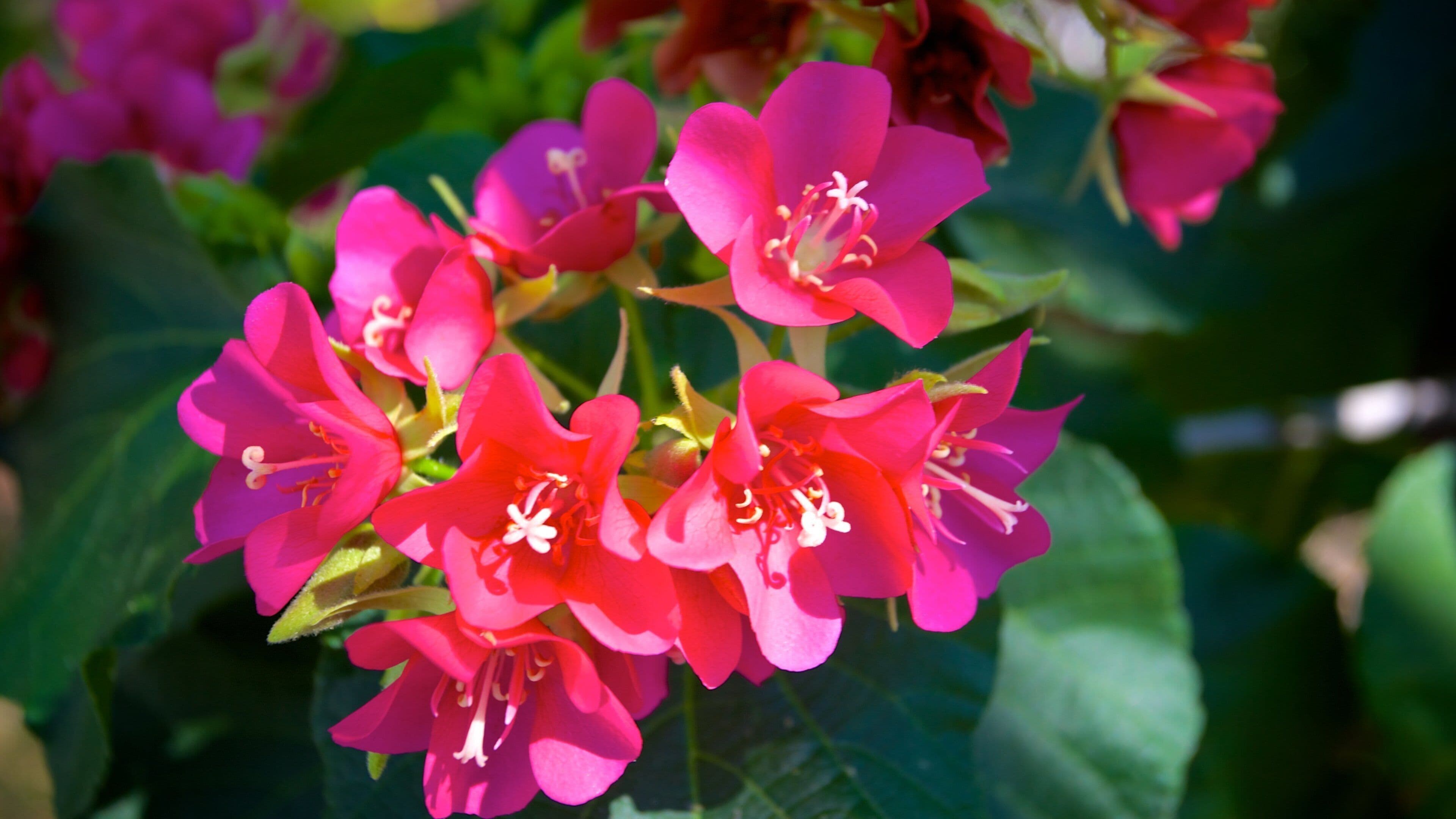 Naples Historical Society\'s Historic Palm Cottage som viser blomster