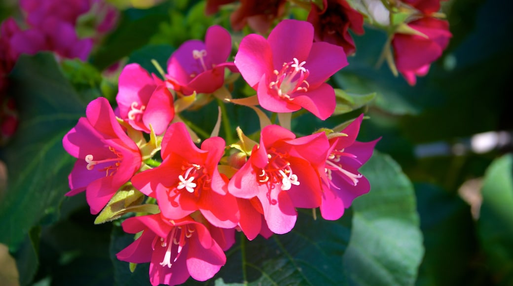 Naples Historical Society\'s Historic Palm Cottage som viser blomster