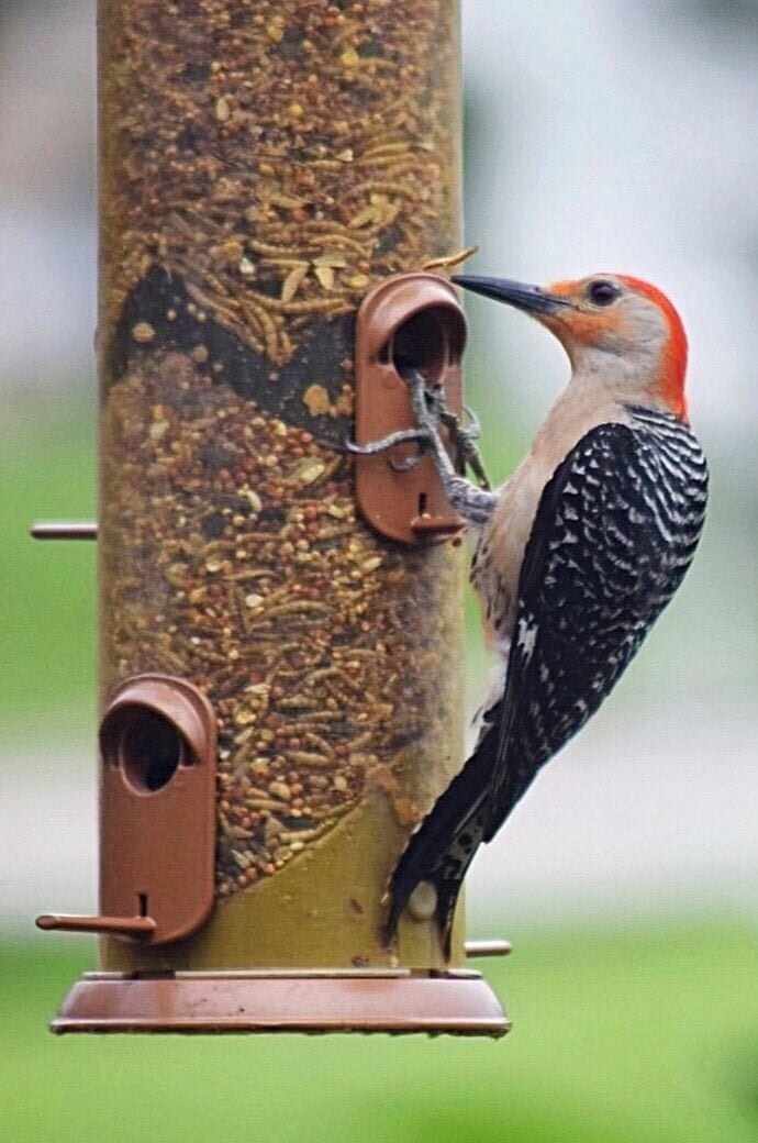 A red - bellied woodpecker at my feeder
