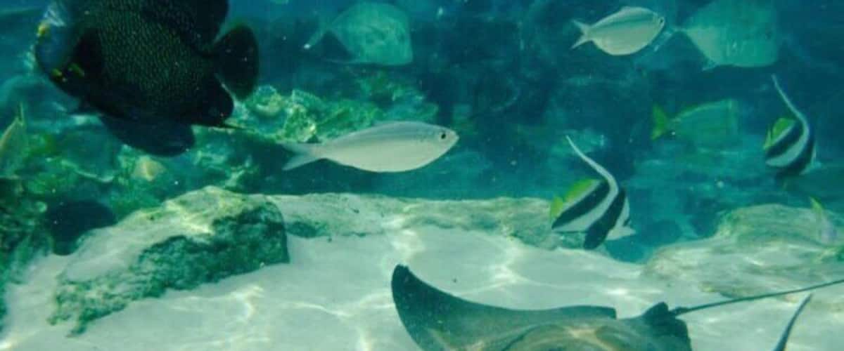 #AquaTrove Snorkelling with stingrays.