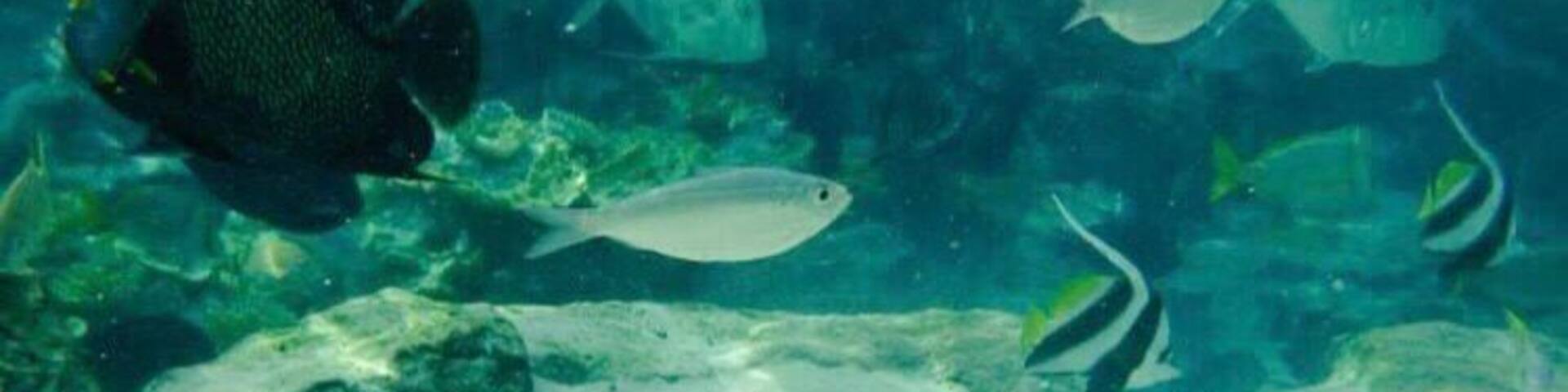 #AquaTrove Snorkelling with stingrays.