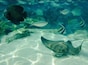 #AquaTrove Snorkelling with stingrays.