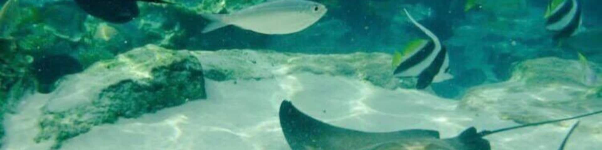 #AquaTrove Snorkelling with stingrays.