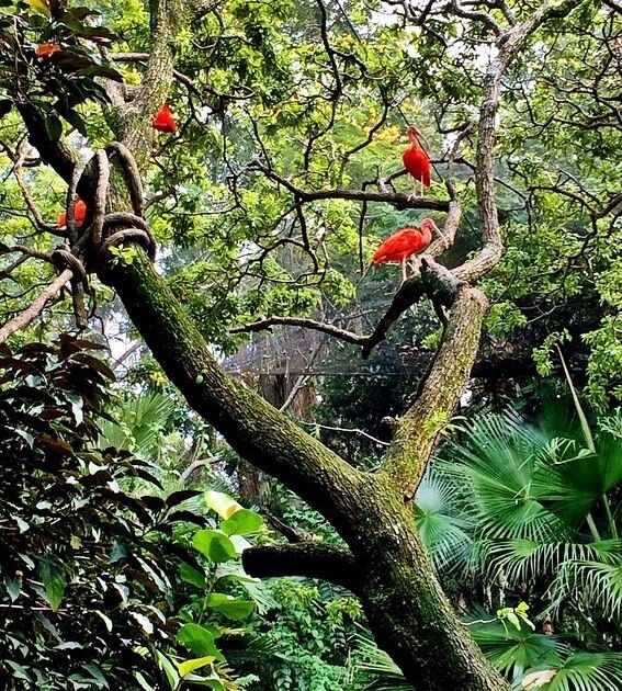 You can feed the birds!