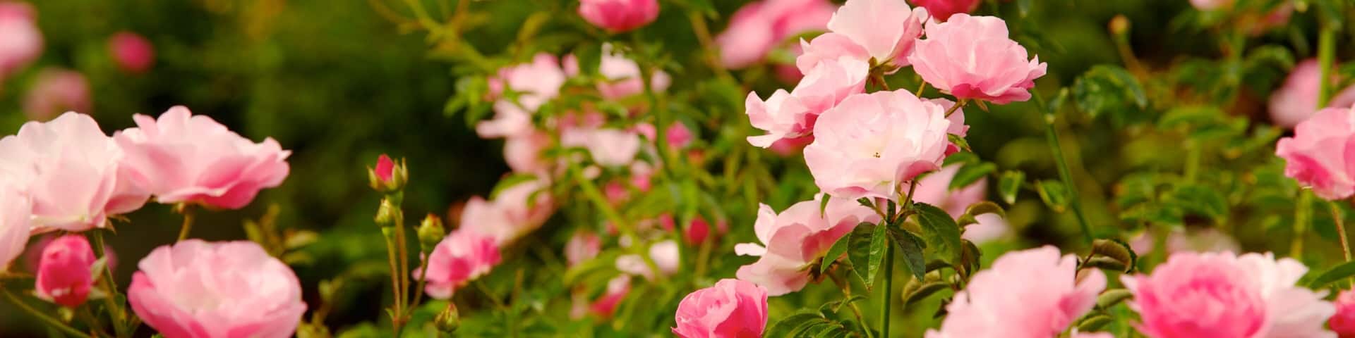 Beautiful pink roses bloom at Harry P. Leu Gardens in Orlando, Florida during the spring season