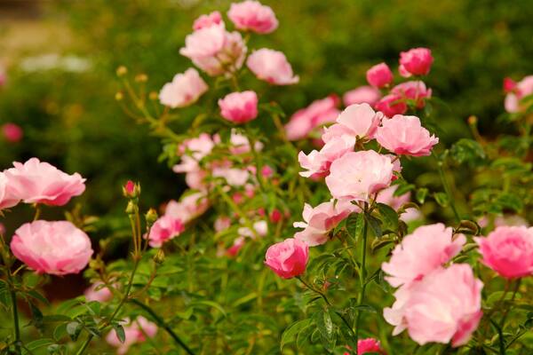 Beautiful pink roses bloom at Harry P. Leu Gardens in Orlando, Florida during the spring season