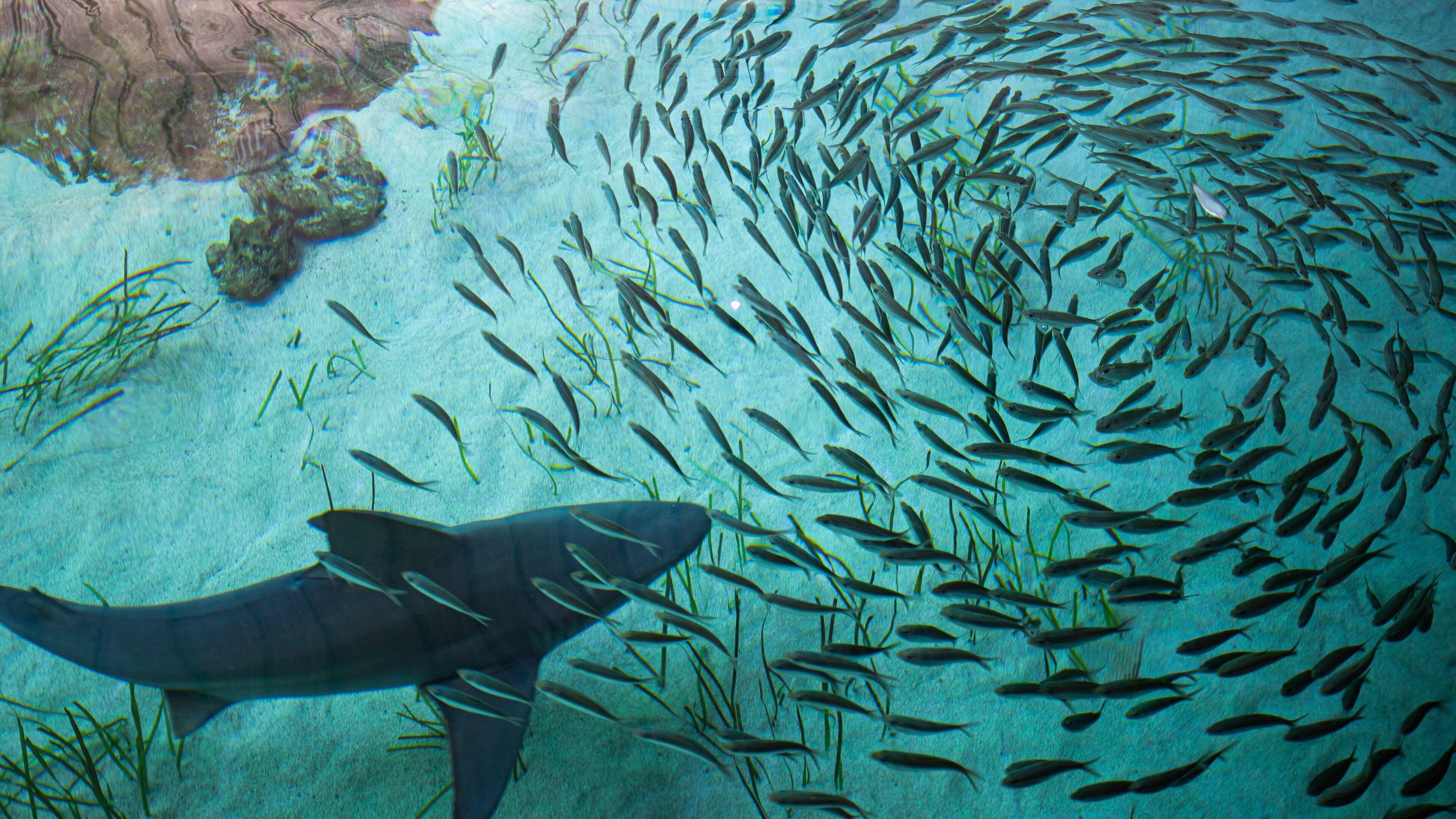 Mote Marine Laboratory & Aquarium which includes dangerous animals and marine life