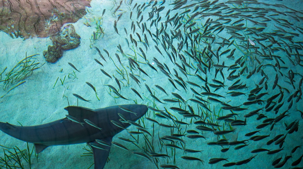 Mote Marine Laboratory & Aquarium which includes dangerous animals and marine life