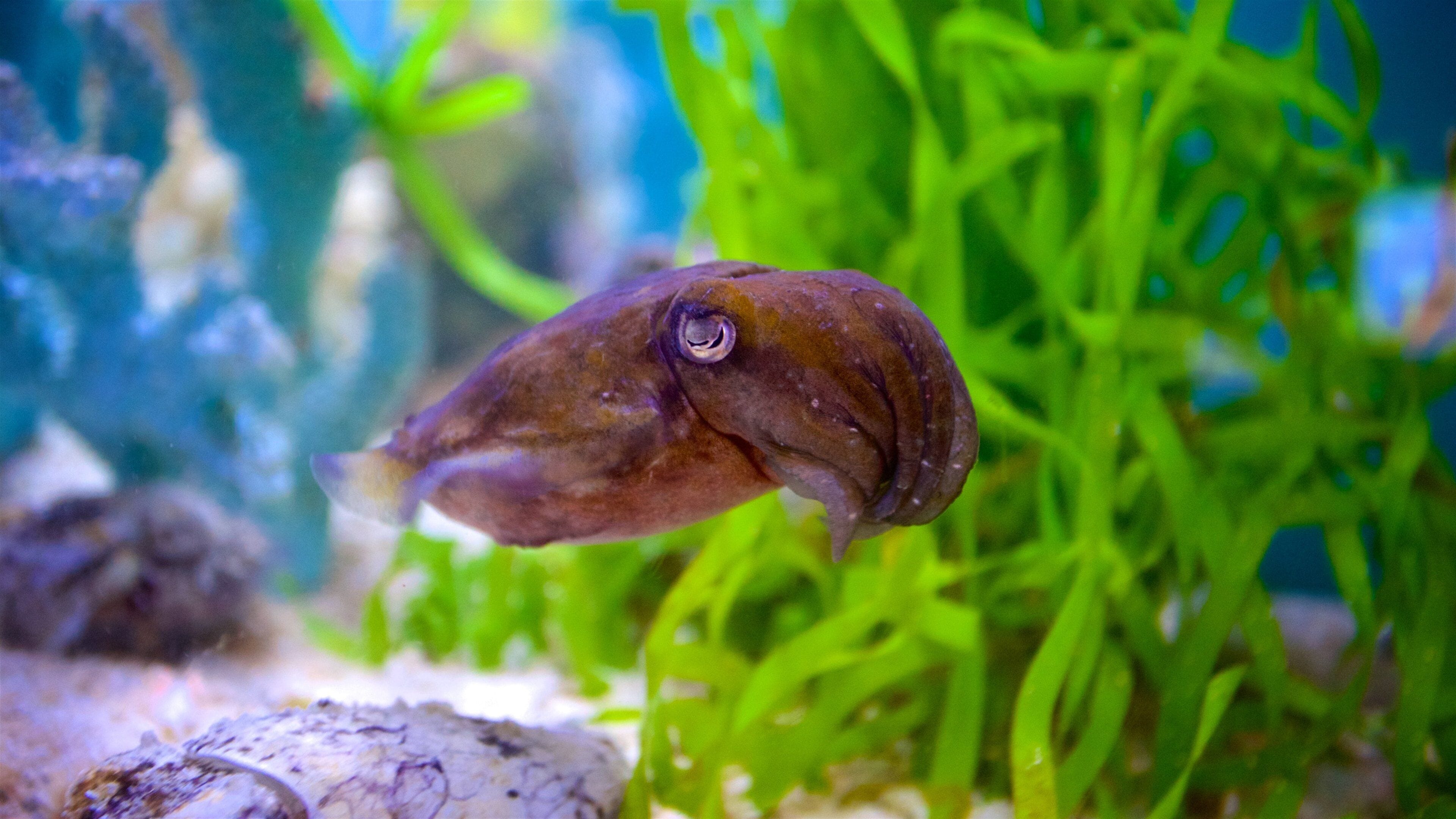 Aquarium Mote Marine inclusief zeedieren