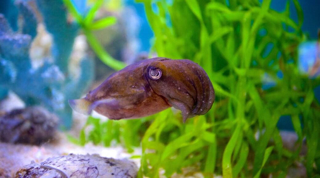 Aquarium Mote Marine inclusief zeedieren