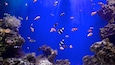 An aquarium with various fish swimming among coral reefs.