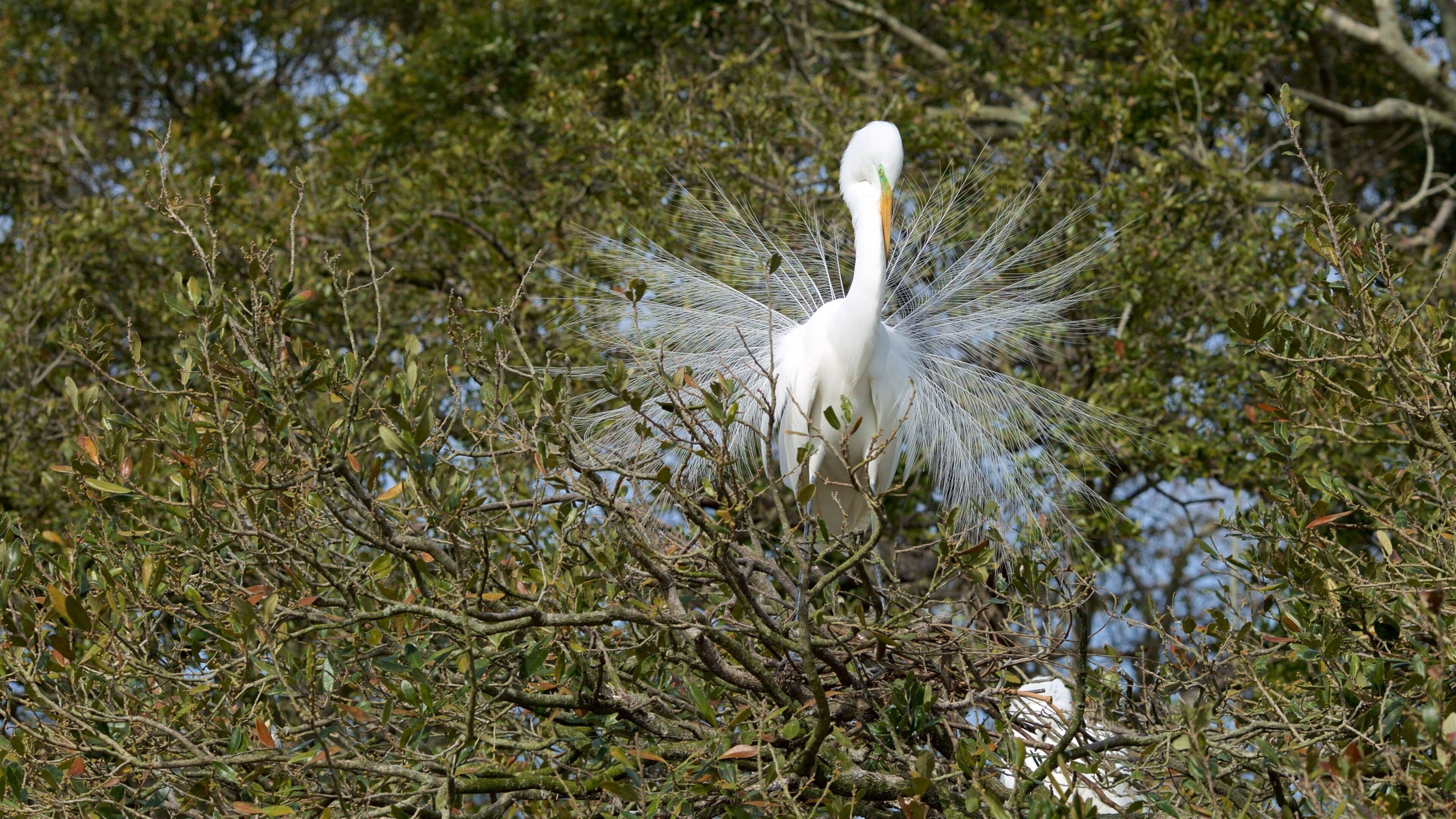 St. Augustine Alligator Farm Zoological Park som inkluderar fåglar