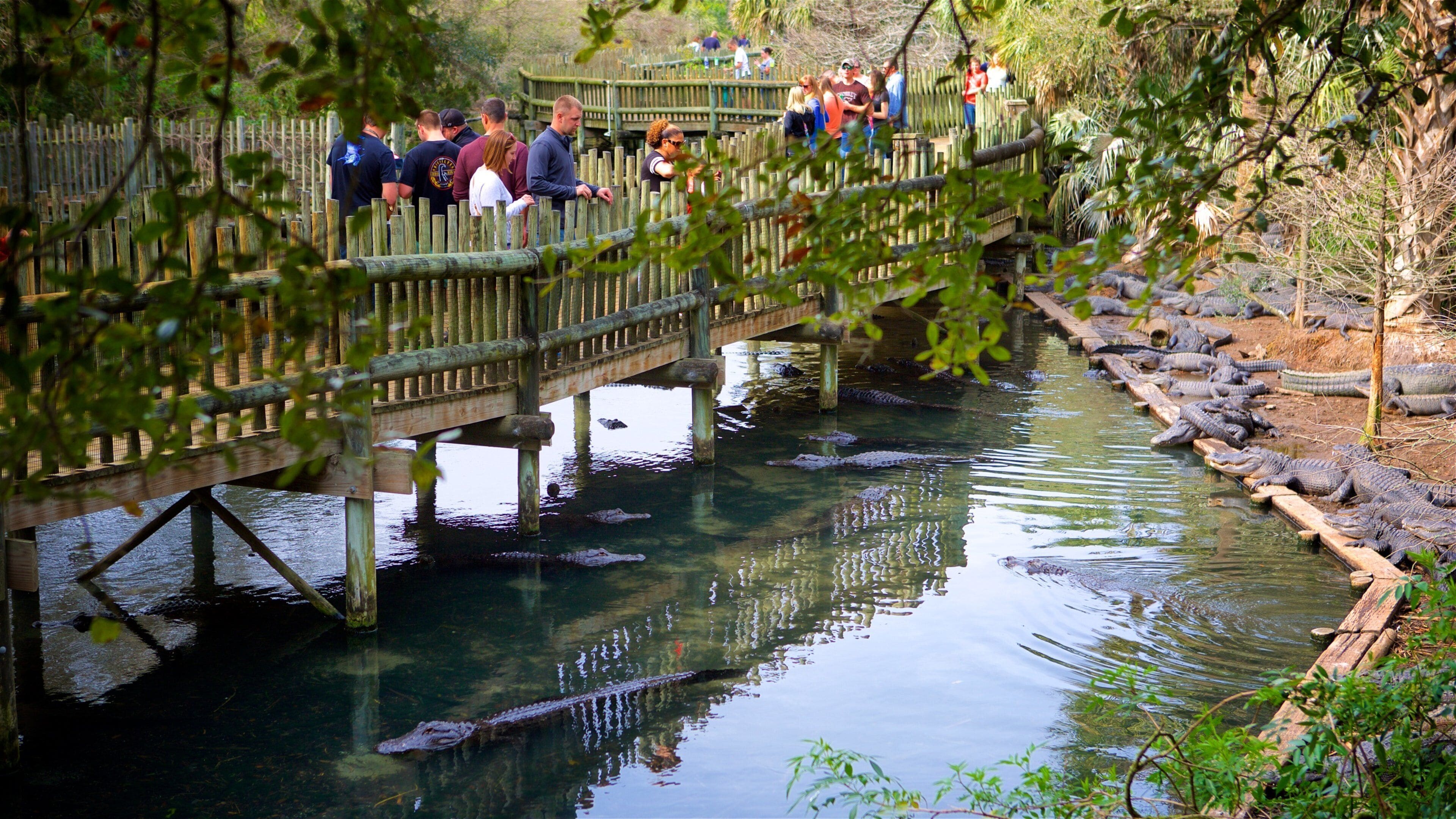 St. Augustine Alligator Farm Zoological Park which includes zoo animals, a bridge and dangerous animals