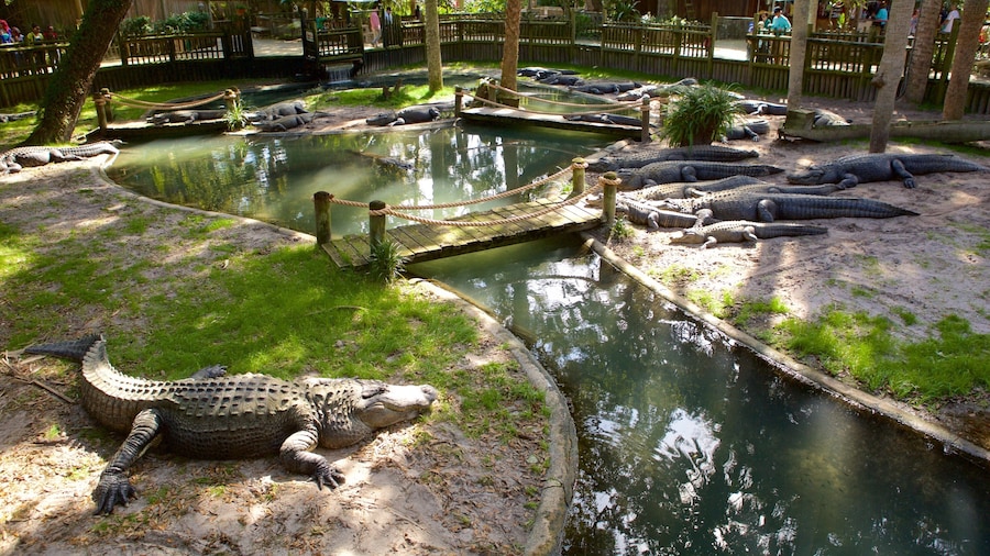 St. Augustine Alligator Farm Zoological Park showing zoo animals and dangerous animals