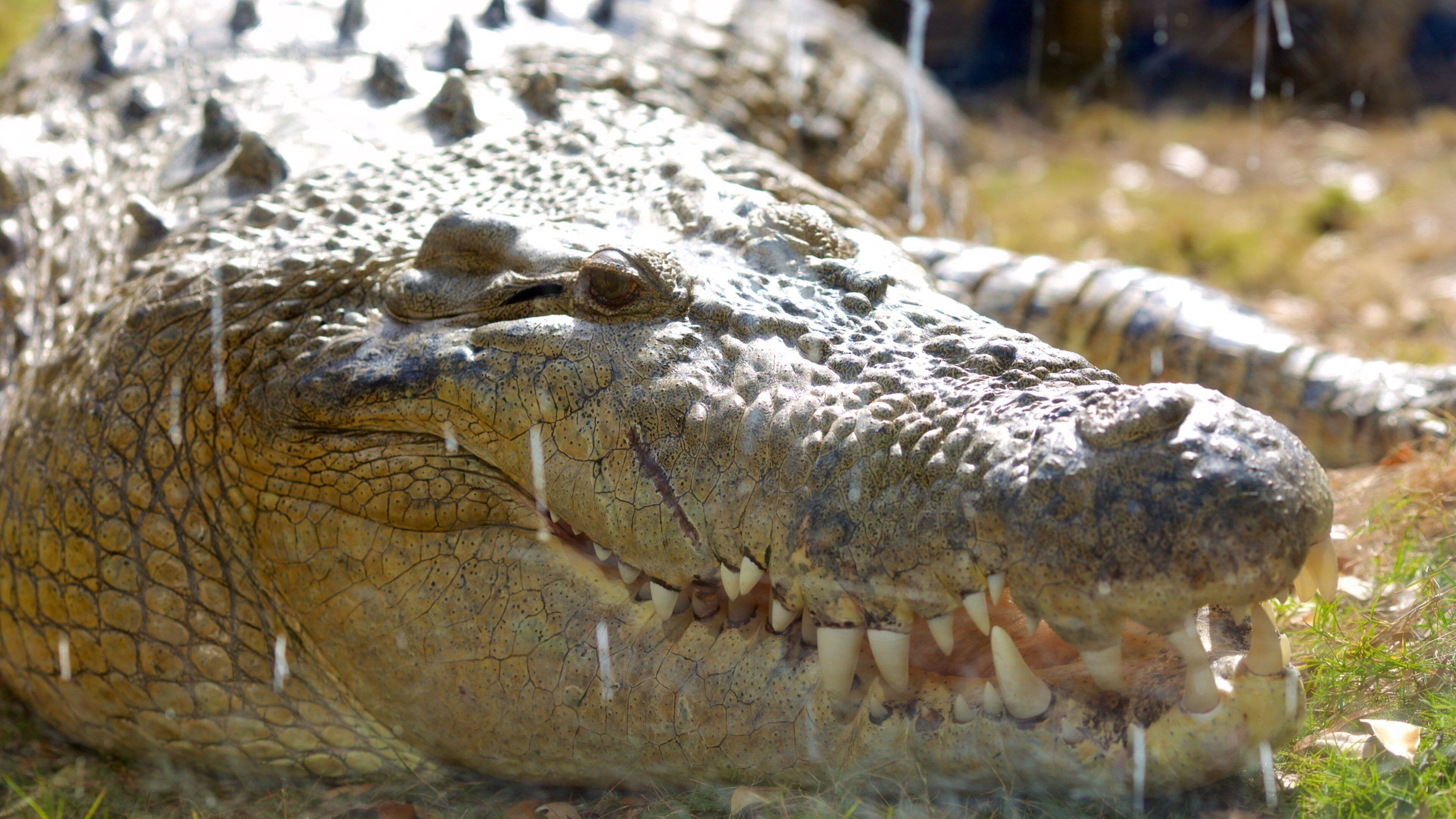 A crocodile with rough, textured skin and prominent teeth.