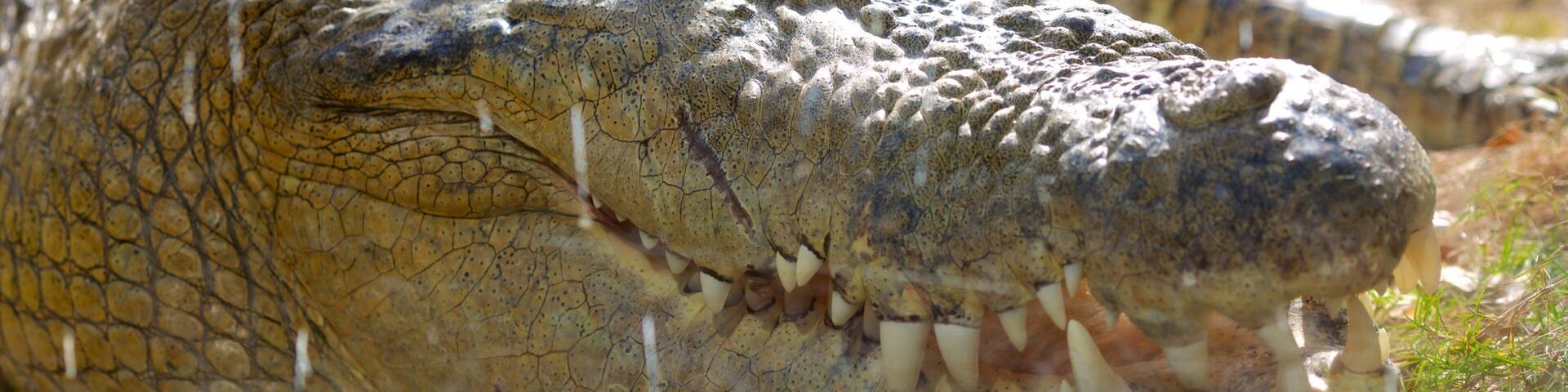 Un cocodrilo con piel rugosa y textura marcada, y dientes prominentes.