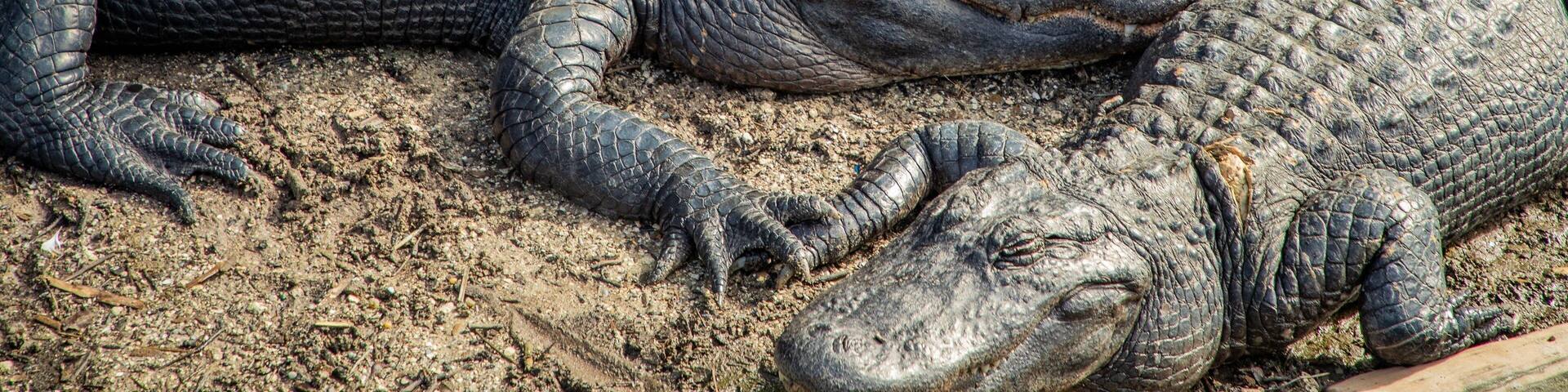 St. Augustine Alligator Farm Zoological Park which includes dangerous animals, zoo animals and marine life