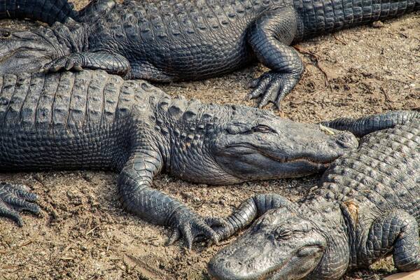 St. Augustine Alligator Farm Zoological Park which includes dangerous animals, zoo animals and marine life