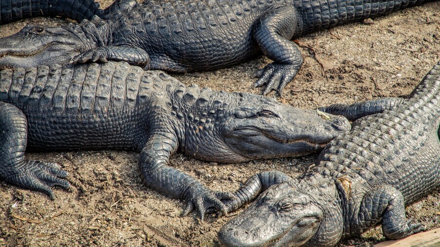St. Augustine Alligator Farm Zoological Park which includes dangerous animals, zoo animals and marine life