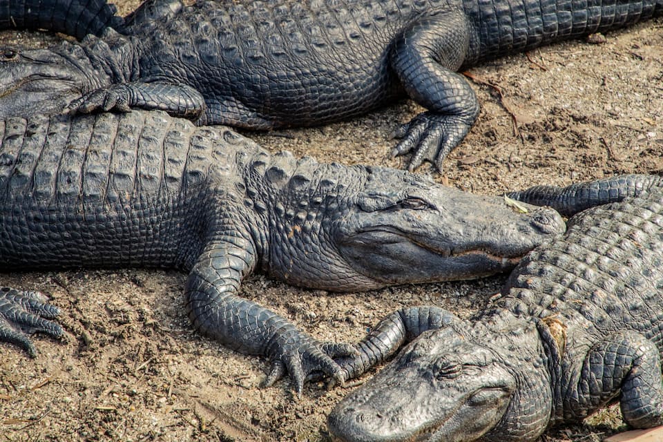 Tres caimanes descansando sobre arena.