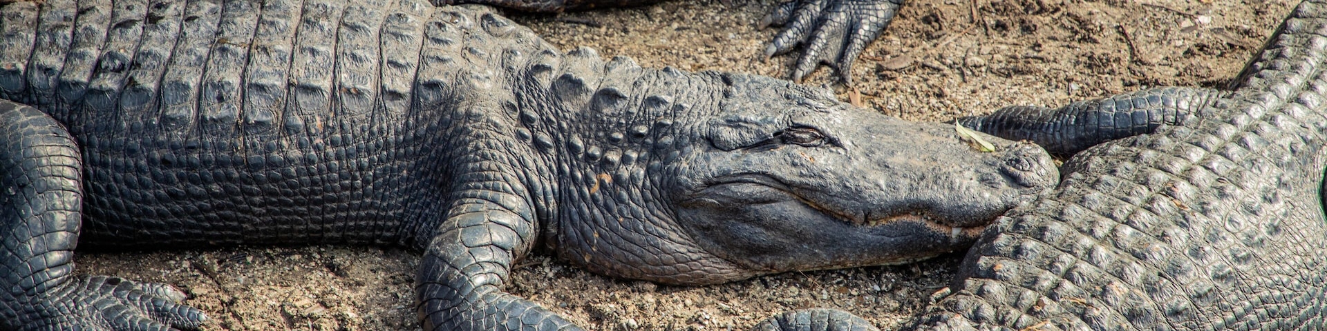 St. Augustine Alligator Farm Zoological Park which includes dangerous animals, zoo animals and marine life