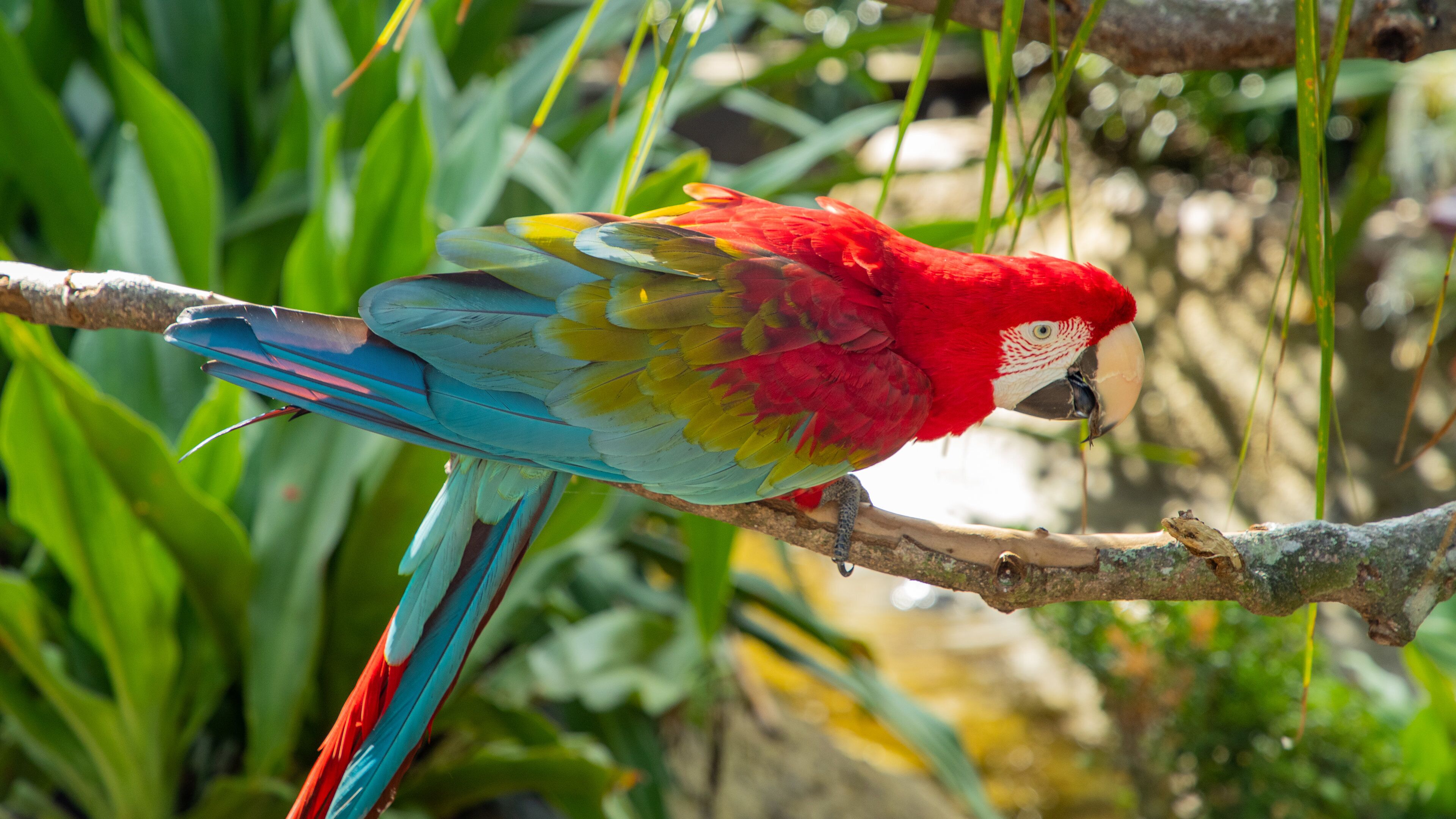 St. Augustine Alligator Farm Zoological Park which includes bird life and zoo animals