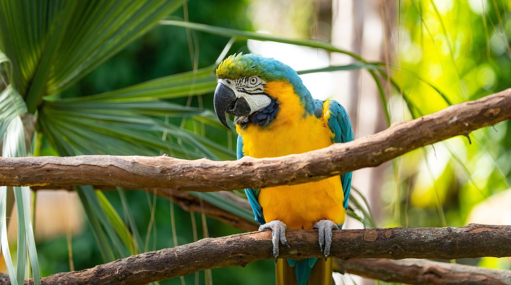 Florida which includes bird life