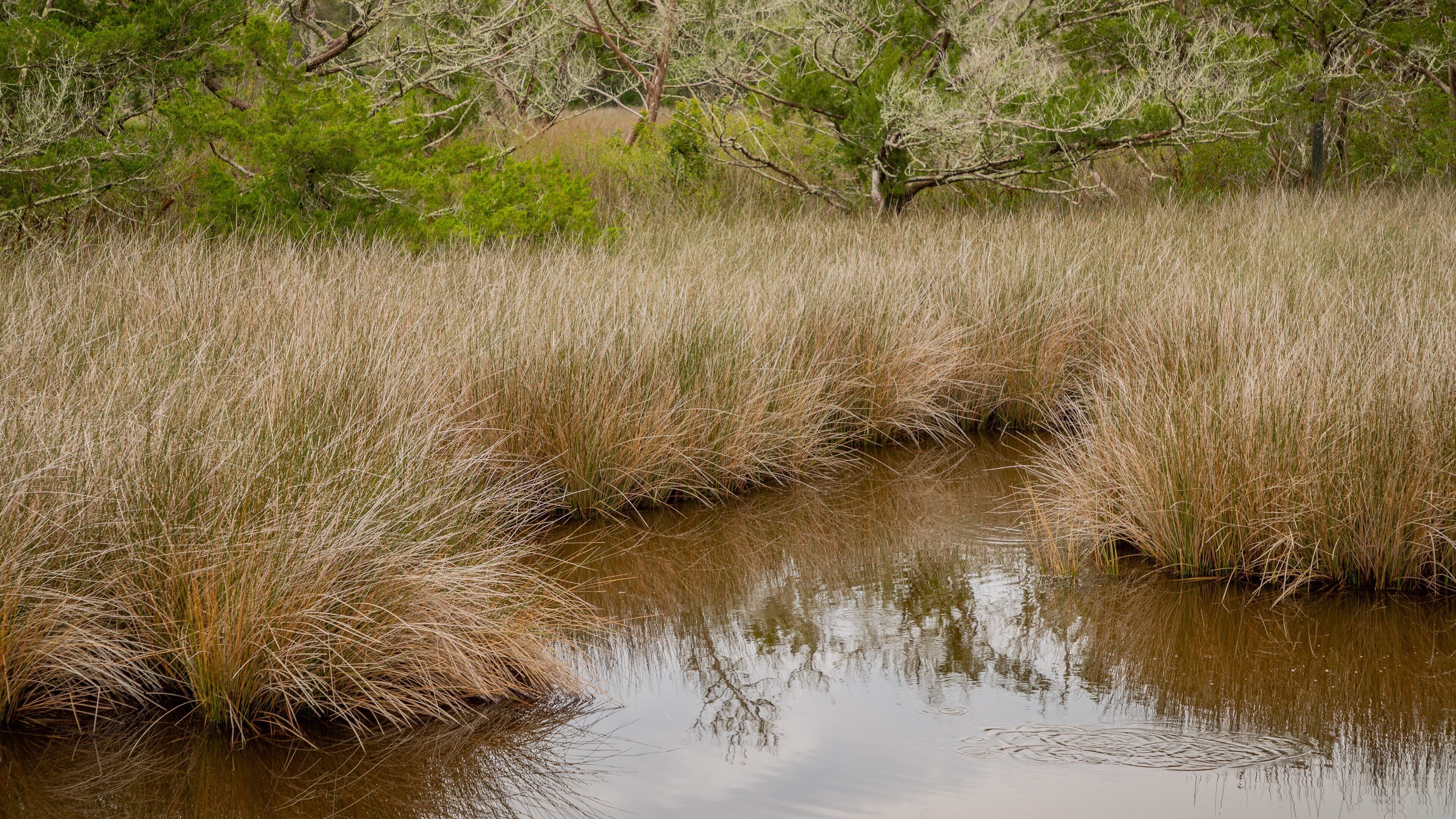 Fort Mose Historic State Park which includes wetlands
