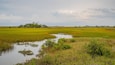 A wetland landscape with a meandering water body, surrounded by dense vegetation and distant buildings.