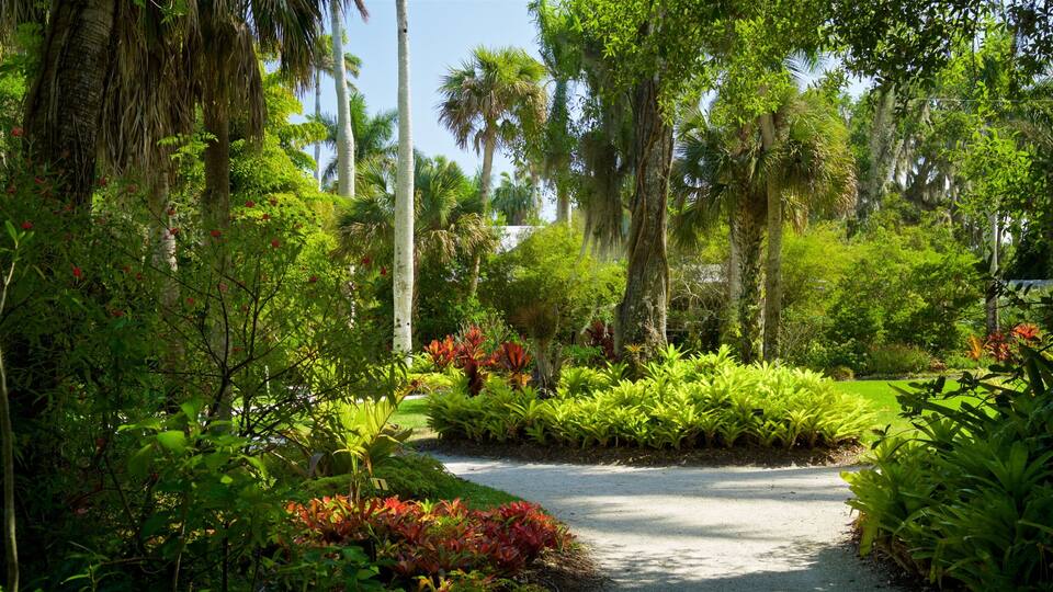 A tropical garden with a gravel path, palm trees, and various green and red plants.