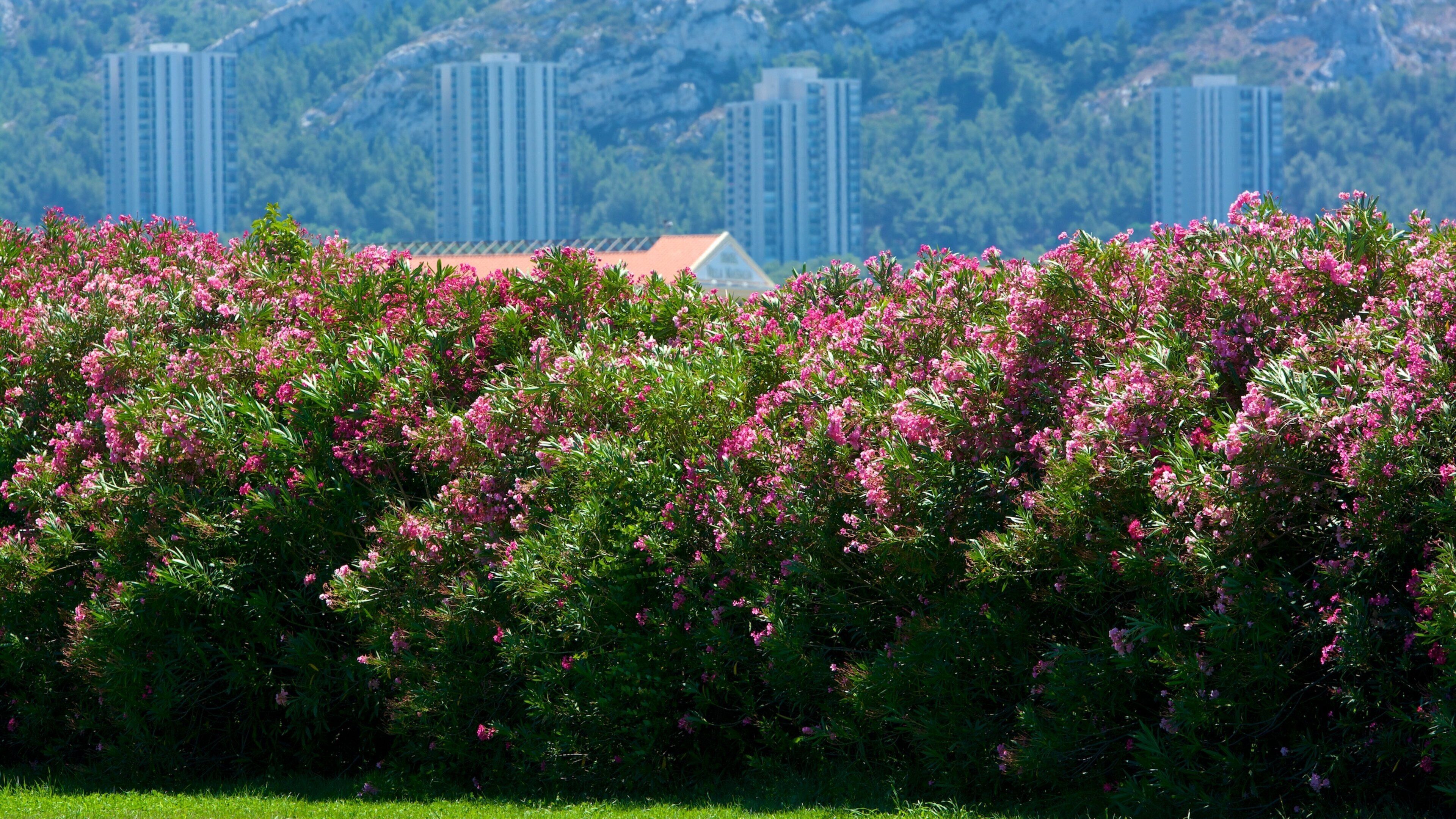 8th Arrondissement featuring a park and wildflowers