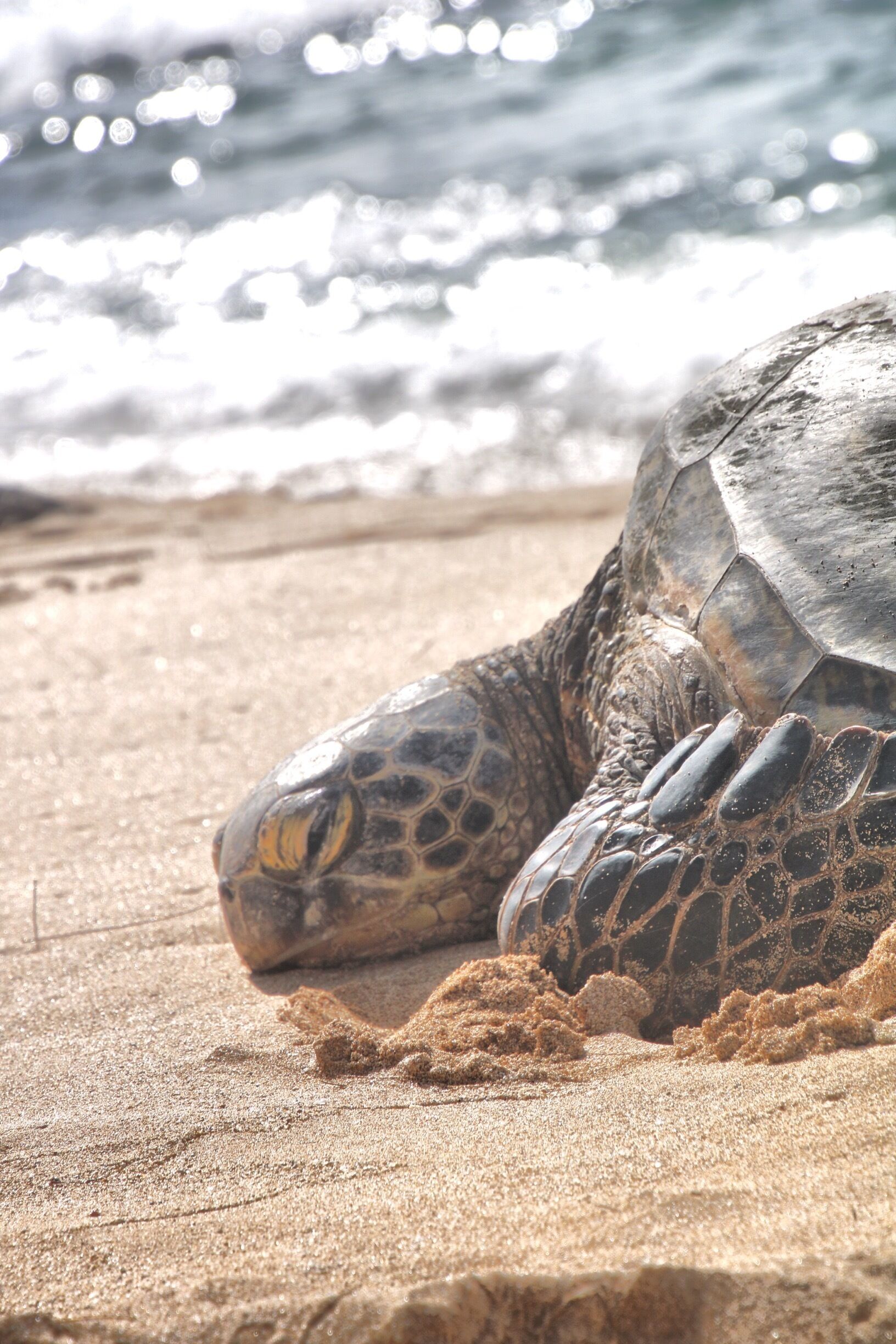 Honda taking time out
#wildlife