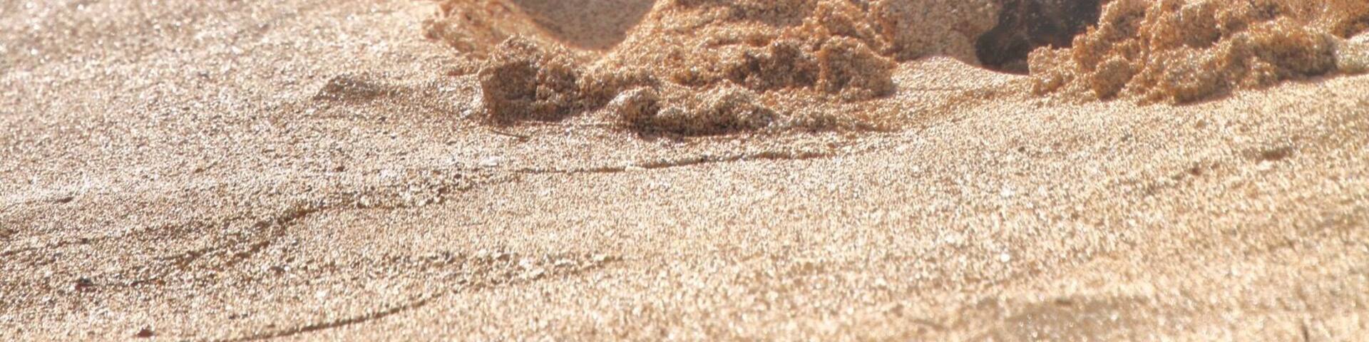 Honda taking time out
#wildlife