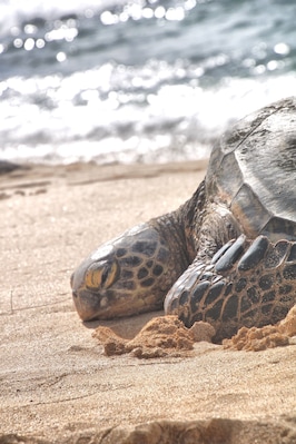 Honda taking time out
#wildlife