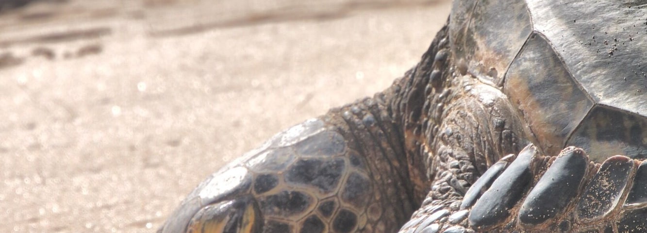 Honda taking time out
#wildlife