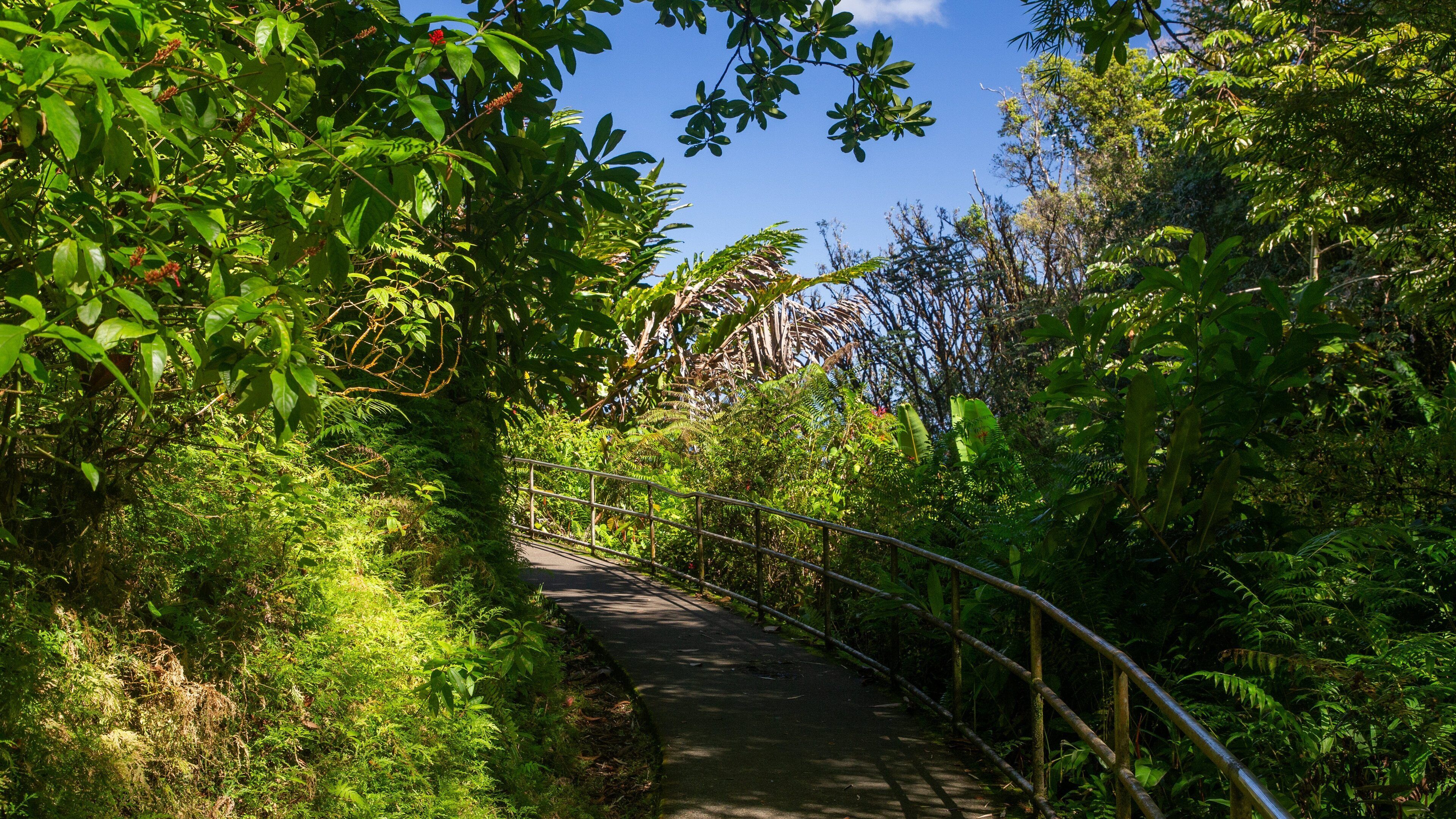 A pathway surrounded by dense green foliage and a clear blue sky.
