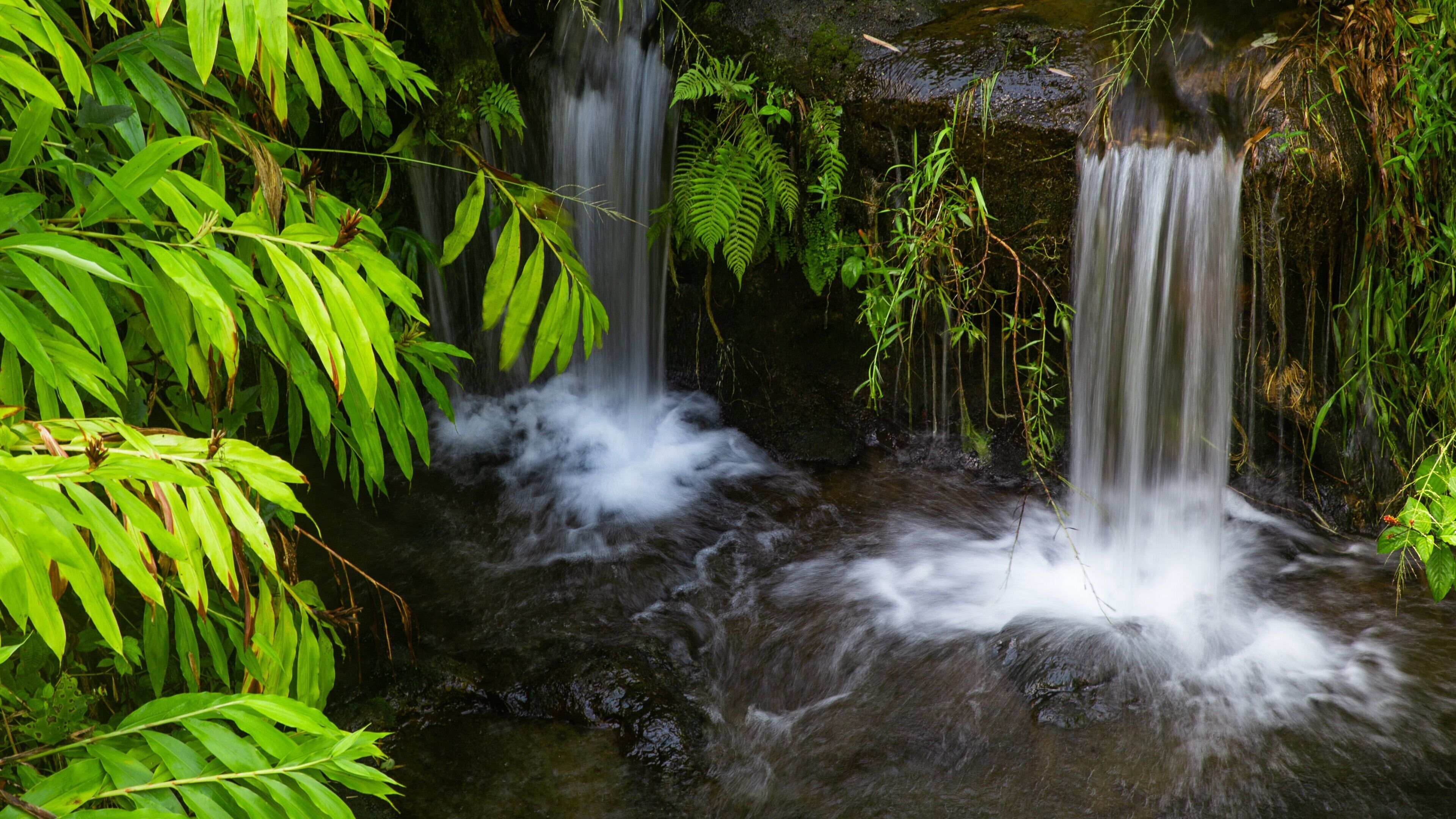 Akaka Falls showing a cascade