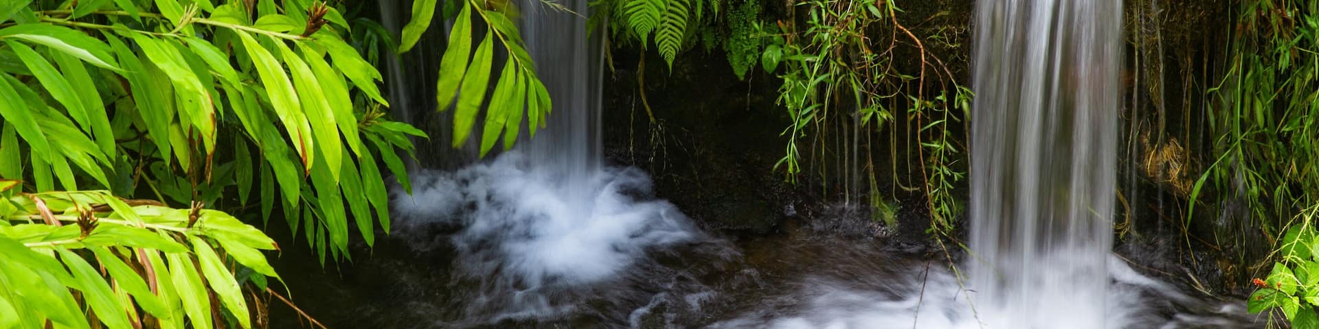 Akaka Falls showing a cascade