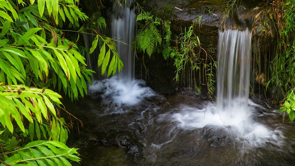 A waterfall surrounded by lush green foliage.