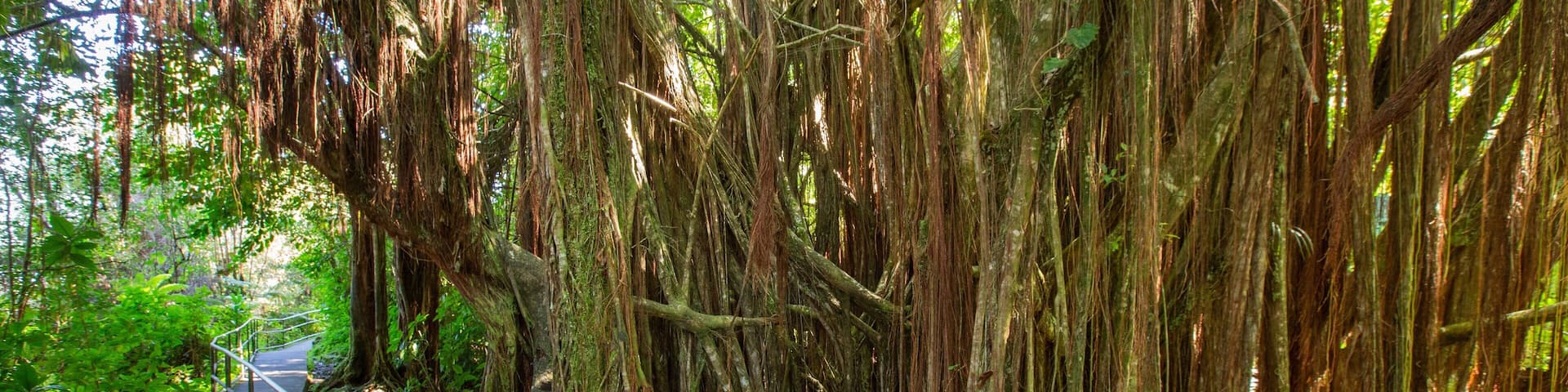 Akaka Falls showing a garden and forests