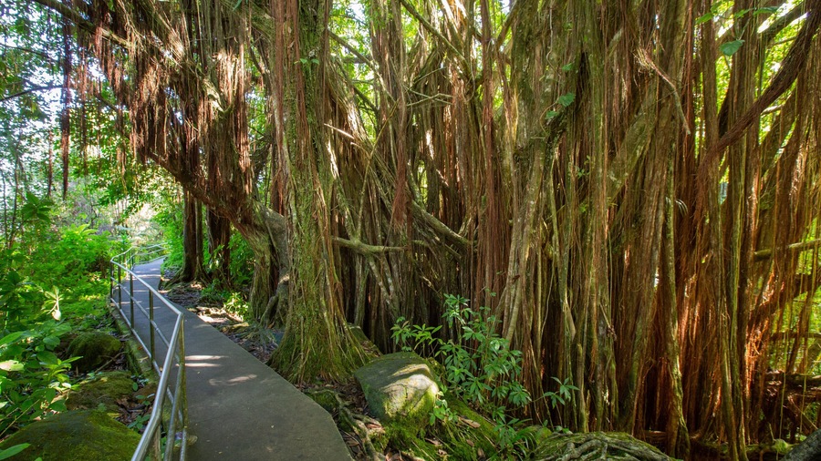 Akaka Falls showing a garden and forests