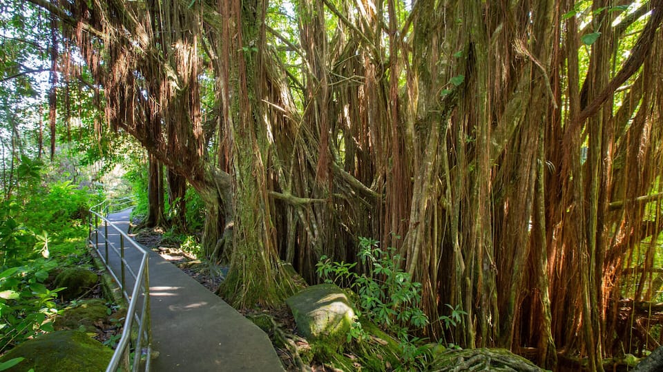 A pathway surrounded by dense, moss-covered trees with hanging roots.