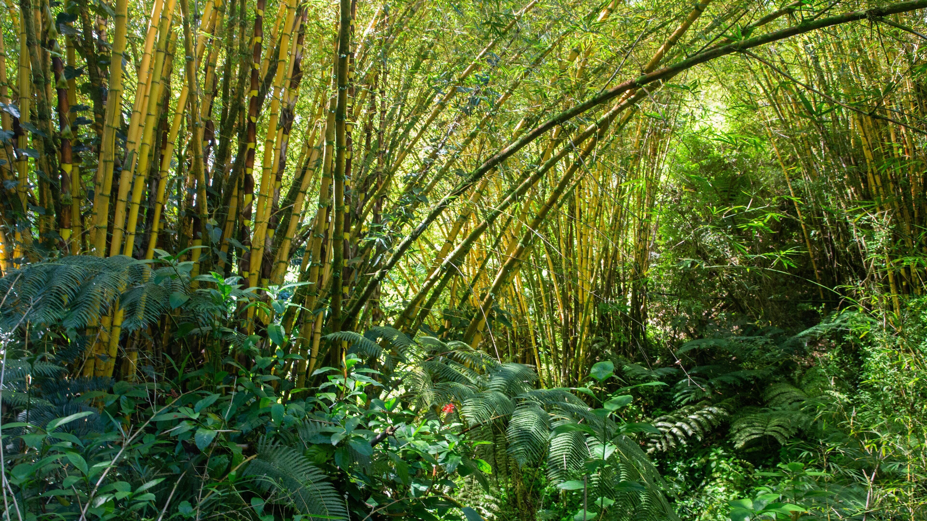 A dense bamboo forest with tall bamboo stalks and lush green ferns.