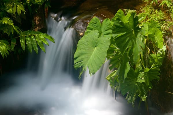 Akaka Falls featuring a river or creek, a waterfall and rainforest
