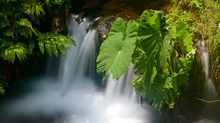 Akaka Falls featuring a river or creek, a waterfall and rainforest