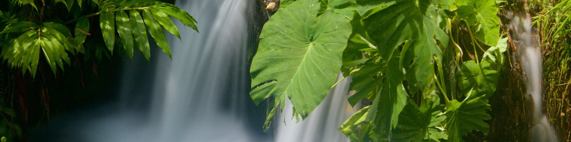 Akaka Falls featuring a river or creek, a waterfall and rainforest