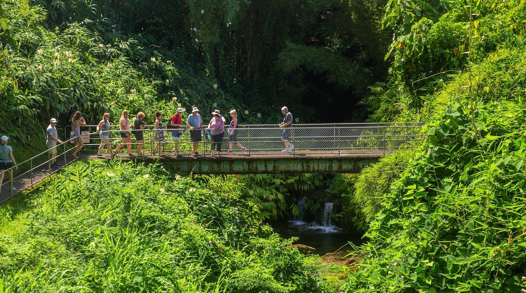 Akaka Falls which includes forest scenes, a river or creek and a bridge