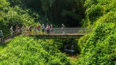 Akaka Falls which includes forest scenes, a river or creek and a bridge
