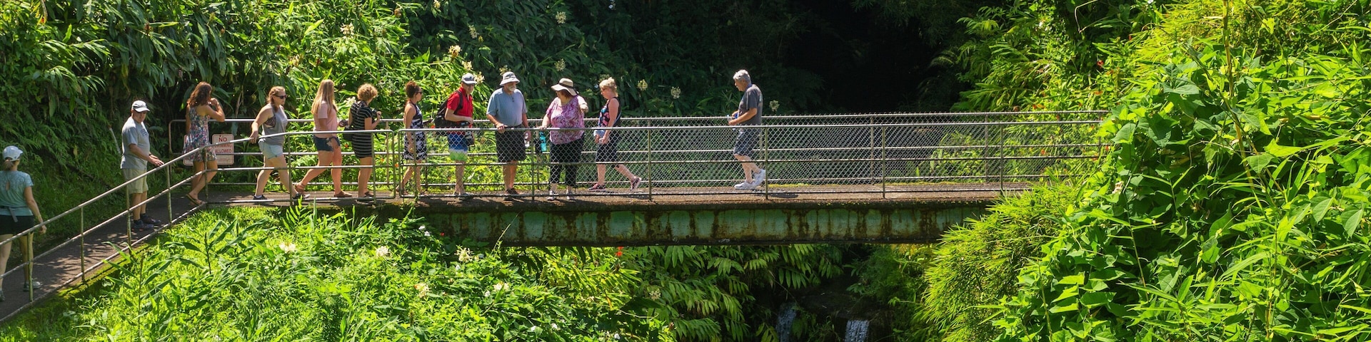 Akaka Falls which includes forest scenes, a river or creek and a bridge